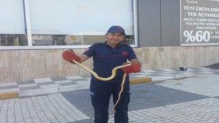 Gönende aracın motor bölümünden çıkan yılan paniğe neden oldu