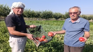 Gördeste ata tohumlu domateslere yoğun ilgi