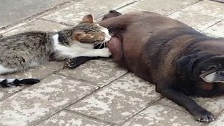 Görenler inanamadı, köpek kediyi sokak ortasında emzirdi