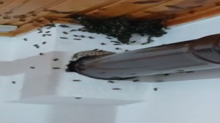 Gümüşhanede arılar köy evini basıp yuva yaptı