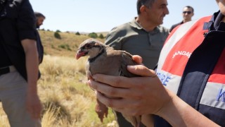 Gümüşhanede keneyle mücadele için 400 keklik doğaya salındı