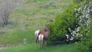 Gümüşhanede kızıl geyikler doğal ortamlarında görüntülendi