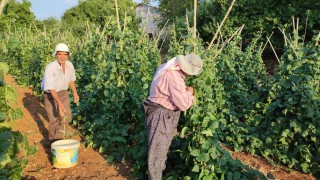 Güvercin gübresiyle beslenen doğal fasulyenin hasadı başladı