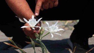 Güzelliğiyle büyülüyor, koparması cüzdanı yakıyor