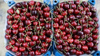 Hadim kirazında zirai don ihracatı durdurdu