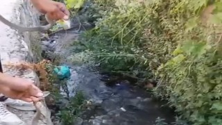 Hakkaride toprak evin tavanına yuva yapan yılanlar doğaya salındı