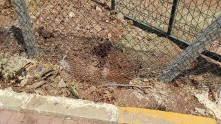 Harran Üniversitesinde başıboş köpekler koruma altındaki ceylanları parçaladı