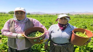 Hasadı başlayan fasulyenin kilogramı 15-20 TLden satılıyor