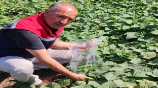 Hasat öncesi salatalık pestisit kontrolü yapıldı