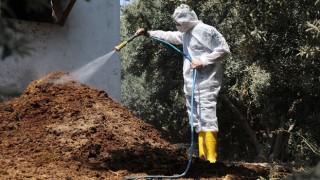 Hatay’da Akdeniz Meyve Sineği ile Kararlı Mücadele