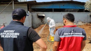 Hatayda Akdeniz meyve sineğiyle mücadele sürüyor