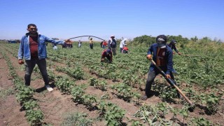 Hatayda kavurucu sıcakta pamuk tarlasında 650 TL yevmiyeye zorlu mesai