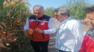 Hatayda mısır tarlaları incelendi