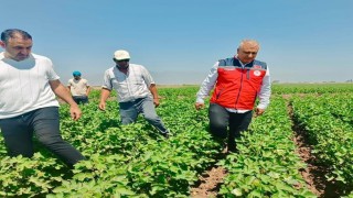 Hatayda pamuk tarlaları incelendi