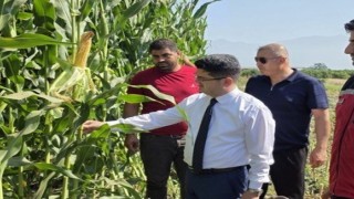 Hatayda silajlık mısır hasadı başladı