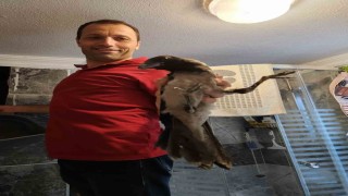 Havalandırma boşluğuna düşen kargayı vatandaş kurtardı