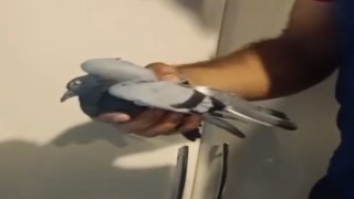 Havalandırma boşluğunda mahsur kalan güvercin kurtarıldı