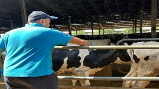 Hayraboluda şap hastalığına karşı aşılama çalışması başladı