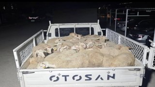 Hayvan pazarlığı hırsızlığa dönüştü, şahıslar kaçamadan yakalandı