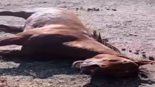 Husumetlisinin atını tabancayla vurdu