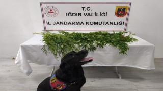 Iğdırda jandarmadan uyuşturucu operasyonu: 1 tutuklama