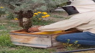 Iğdırda kraliçe arının peşinden gelen binlerce arı şehir merkezini istila etti