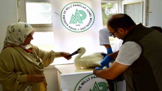 İlk uçuşunda yere çakılan yavru leylek, koruma altına alındı