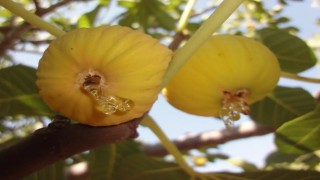 İncirde hasat ve ihracat tarihi belli oldu