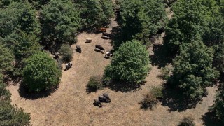 İnönüdeki manda yetiştiricileri kaliteli ve doğal ürünler için her gün hayvanları ile kilometrelerce yürüyor