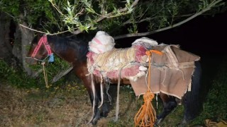 İrandan katırla yurda sokulan 97 kilogram uyuşturucuya 1 gözaltı