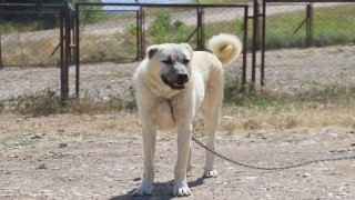 İri cüsseleriyle düşmanına korku salan Kangallar, masum hayvanlara merhametiyle de hayran bırakıyor