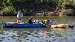 Irmağa düşen büyükbaş hayvan telef oldu