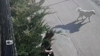 İşe giderken sokak köpekleri saldırdı, genç kadın canını zor kurtardı