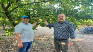 İspanya modeliyle 2 milyon liralık kayısısını kurtardı