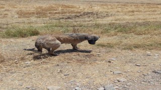 İtfaiye ekipleri kanala düşen köpeği kurtardı