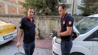 İtfaiye ekiplerinden yavru kedi kurtarma operasyonu