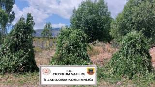 Jandarmadan kenevir operasyonu