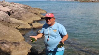 Japonların peşine düştüğü şifalı yosun Giresunda