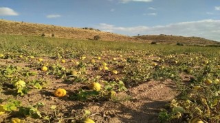 Kabak üreticileri, yağış olmadığı için dertli