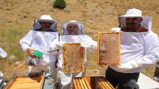 Kahramanmaraştaki Engizek Yaylasında bal mesaisi