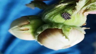 Kahverengi kokarcada ‘cezbet-öldür dönemi