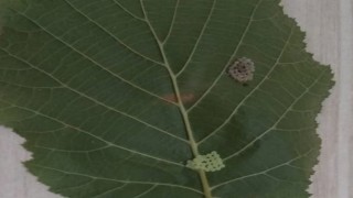 Kahverengi korkarca zararlısı ergenleri görülmeye başlandı