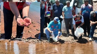 Kalecik Barajı Gölü’ne 175 Bin Pullu Sazan Bırakıldı