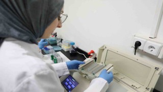 Kanseri önlemede yeni umut: kereviz tohumu