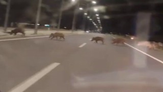 Kara yoluna çıkan yaban domuzları sürücülerin korkulu rüyası