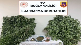 Karabağlar Yaylasında uyuşturucu operasyonu: 1 gözaltı