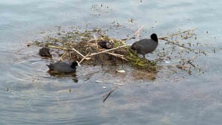 Karabatak su üzerine çalı ve ot taşıyarak yuva yaptı
