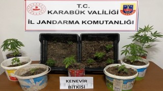 Karabükte iki evde 14 kök kenevir ele geçirildi