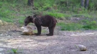Karabükte yiyecek arayan yaban hayvanları fotokapanla görüntülendi