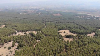 Karacasu Kaymakamlığından Ormana Giriş Yasağı hatırlatması